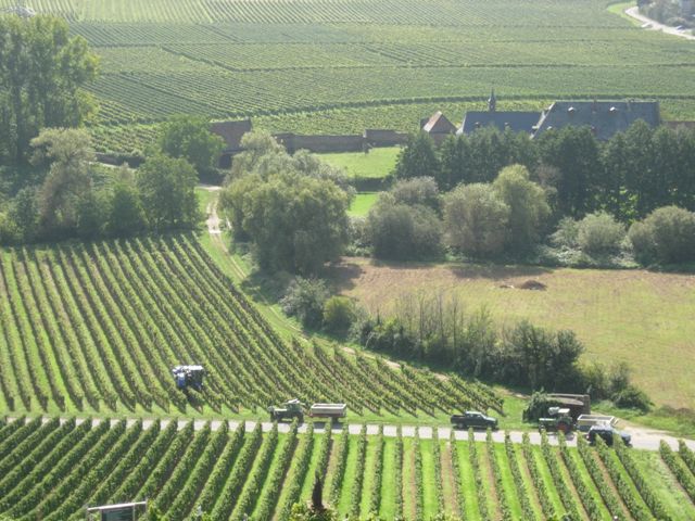 Weinbergwanderung2011